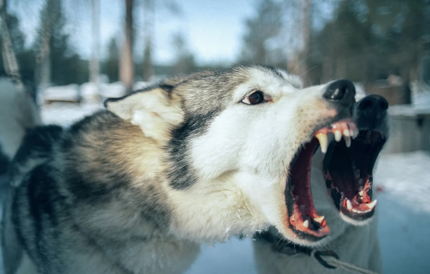 Dog bite injury attorney reviewing an animal attack claim in New York