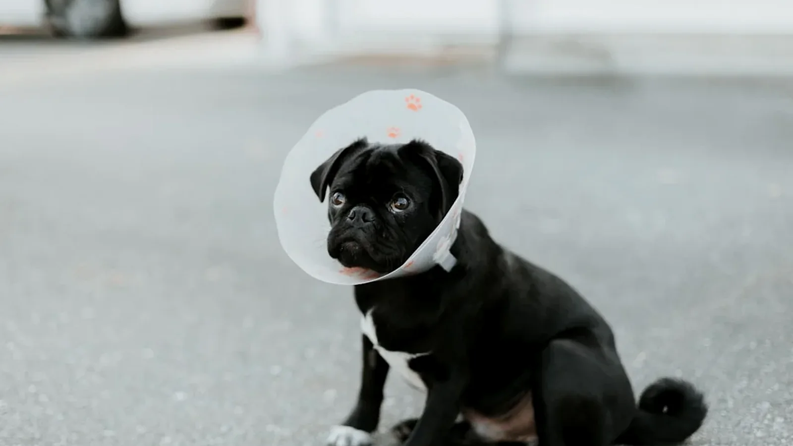 Dog bite liability documentation for a New York injury claim