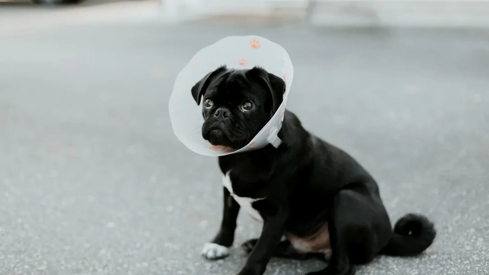 New Jersey dog bite report and medical record review