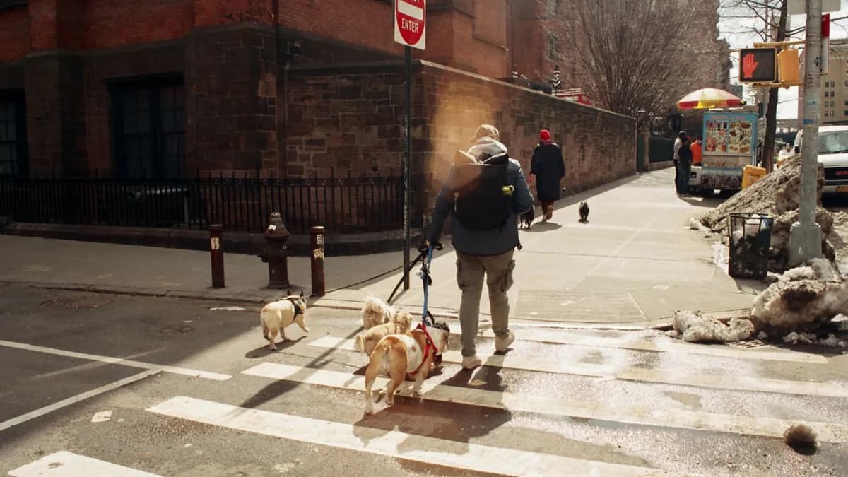 A dog walker leading several leashed dogs across a city crosswalk on a winter day.