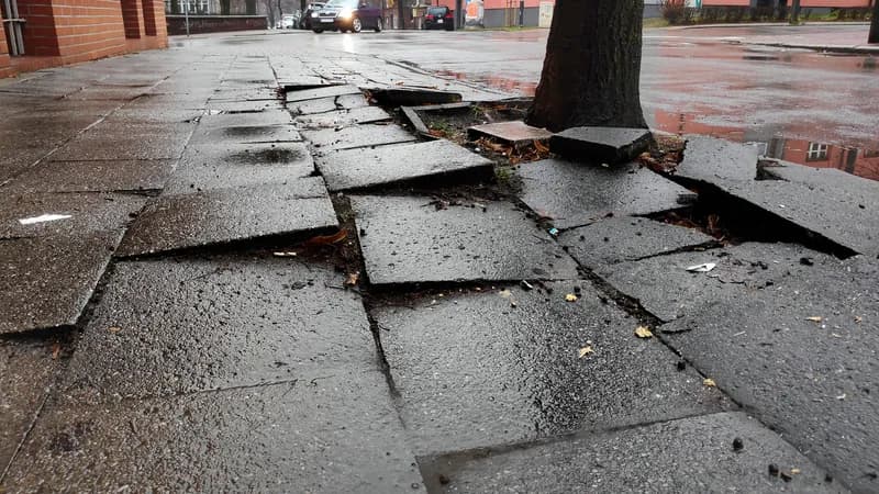 Concrete sidewalk slabs heaved and broken by tree roots, leaving raised edges.