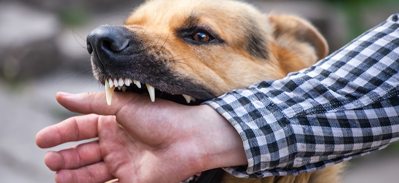 Dog bite injury attack victim legal representation aggressive dog lawyer New York